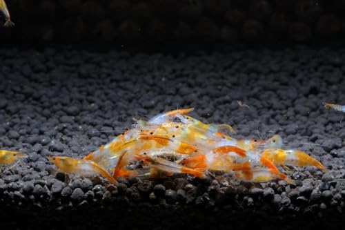 High Grade Neocaridina Live Freshwater Aquarium Shrimps.Mature Breeding Age. Choose Your Favorite Color of Shrimps (Orange Rili Shrimps, 10) - color: Orange Rili Shrimps, size: 10 Shrimps