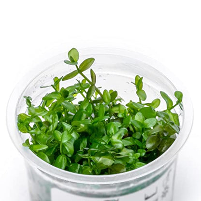 Live Plant - Bacopa Caroliniana Red Tissue Culture Aquatic Live Aquarium Plant - 100% Snail Free in Vitro Cup (Bacopa Caroliniana Red) - color: Bacopa Caroliniana Red