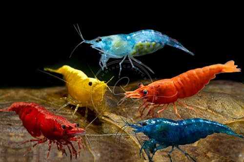 Swimming Creatures™ Premium Neocaridina Shrimp – Freshwater Aquarium Shrimp (10, Premium Mix (5 Colors)) - color: PREMIUM MIX (5 COLORS)