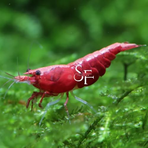 SF Aquatic™ 20 Fire Red Neocaridina Rainbow Live Freshwater Aquarium Shrimps for Aquarium. Young Adults Beeding Age. Live Arrival Guarantee - color: Fire Red Shrimps, size: 20 Shrimps