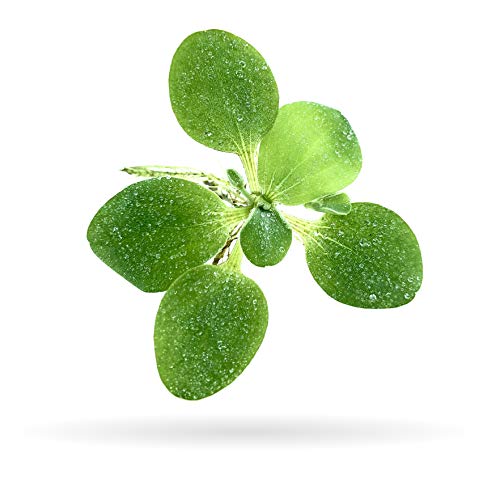 Water Lettuce (Dwarf) Live Floating Plant, 12+ Leaves | Pistia stratioes, For Aquarium - size: Plants Only