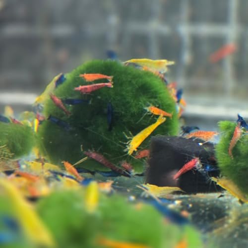 Swimming Creatures™ Freshwater Aquarium Shrimp - A Perfect Combo to Brighten Your Aquarium! (20 Mixed + 1 Mystery Snail)