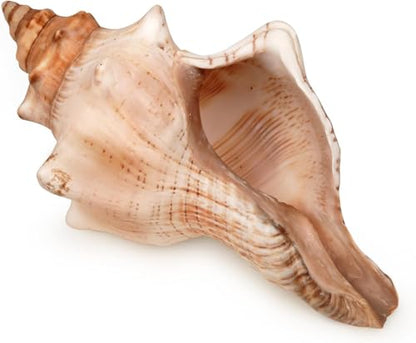 Giant Natural Conch Shell 6-8 Inches, Large Seashell for Vase Filler, Air Plants, Home Decor, Wedding and Beach Theme Party Decoration, Aquarium Accessories