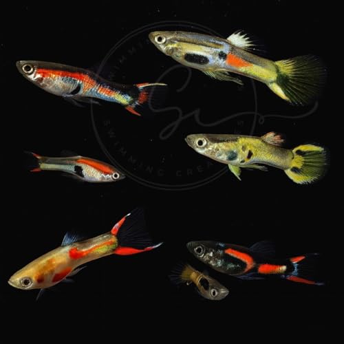 Swimming Creatures™ Tropical Live Guppy Freshwater Aquarium Fish (6 Assorted Color Endler) - color: 6 Assorted Color Endler