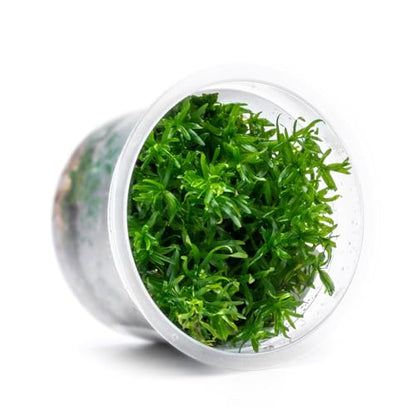 Live Plant - Peplis Diandra (Didiplis Diandra) - Foreground Stem with Bright Green and Orange Hues, Snail-Free in Vitro Aquarium Plant - Tissue Culture - color: Didiplis Diandra