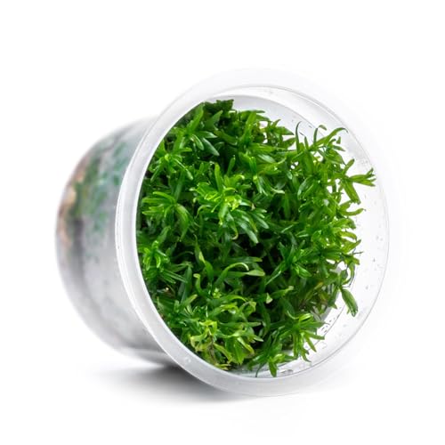 Live Plant - Peplis Diandra (Didiplis Diandra) - Foreground Stem with Bright Green and Orange Hues, Snail-Free in Vitro Aquarium Plant - Tissue Culture - color: Didiplis Diandra