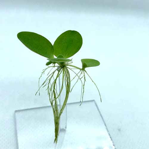 12+ Leaves Water Lettuce (Dwarf) + Invisible Feeding Ring — Live Floating Plant for Aquarium (Pistia stratioes) by Aquarigram - size: Plants + Invisible Feeding Ring (see video)