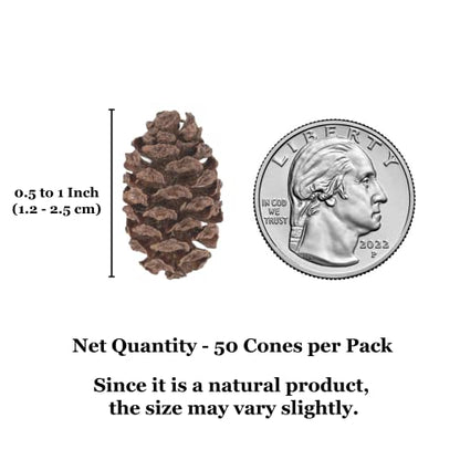 SunGrow Alder Cones for Shrimps, Water Conditioner for Freshwater Shrimp Tanks, Aquarium Decorations & Accessories (50 Pcs)