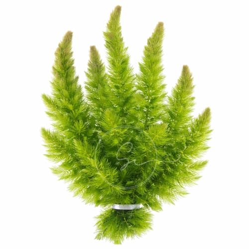 Swimming Creatures™ Live Aquarium Plants (1 Large Bunch Hornwort) - color: 1 Large Bunch Hornwort