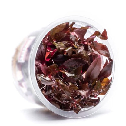 Live Plant - Alternanthera Reineckii Rosaefolia Live Aquarium Plant Tissue Culture Aquatic Stem - 100% Snail Free in Vitro Cup (AR Rosaefolia) - color: Alternanthera Reineckii Rosaefolia
