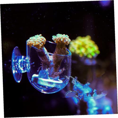 NUOBESTY 2pcs Acrylic Fish Feeder Red Feeding Cup Aquarium Food Holder for Fish Tank Feeding Supplies with Suction Cup Suitable for Live Worms and Shrimp