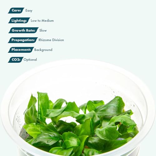Live Plant - Giant Anubias - Background Rhizome with Dark Green Leaves, Snail-Free in Vitro Aquarium Plant - Tissue Culture - color: Anubias Barteri Gigantea