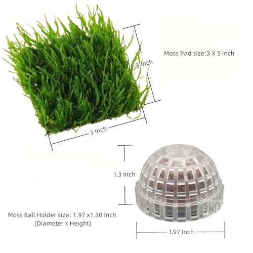 Java Moss | Vesicularia Ferriei Live Aquarium Plant, 10 Square Inch Flame Moss, with 1x Ball Holder, Freshwater Live Plants Shaping Filter