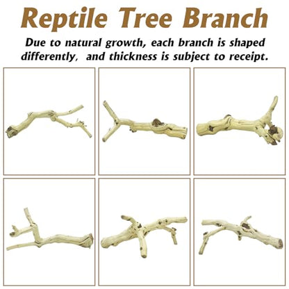 VCEPJH Snake Climbing Branch 3PCS Reptile Wood Natural Cork Log Terrarium Decor Bearded Dragon Tank Accessories Tree Trunk for Chameleon Gecko Ball Python Frog Panlong Wood (11.8-15.7in) - size: Panlong Wood (L:13.7"-15.7"-2pcs)