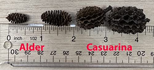 Awesome Aquatic 50 Alder Cones, Blackwater, Betta Shrimp Habitat | Natural tannins Botanicals Softwater Leaf litter Biofilm surface Water enrichment Natural décor Easy to use - size: 50 Pack Alder