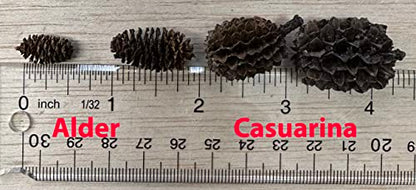 Awesome Aquatic 50 Alder Cones, Blackwater, Betta Shrimp Habitat | Natural tannins Botanicals Softwater Leaf litter Biofilm surface Water enrichment Natural décor Easy to use - size: 50 Pack Alder