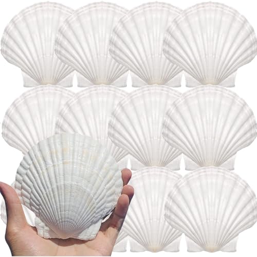 12PCS Large Natural Scallop Shells 4''-5'' White Sea Shells for DIY Craft Making, Hand Painting, Ocean Themed Party and Home Décor - size: XL-12pcs
