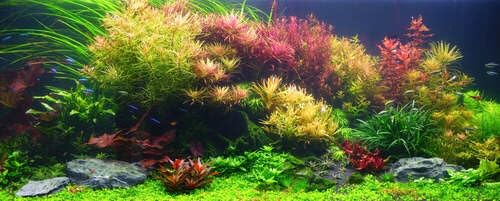 Live Freshwater Aquarium Plants Bundle, Easy Care Beginner Starter Set