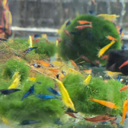 Swimming Creatures™ Freshwater Aquarium Shrimp - A Perfect Combo to Brighten Your Aquarium! (20 Mixed + 1 Mystery Snail)