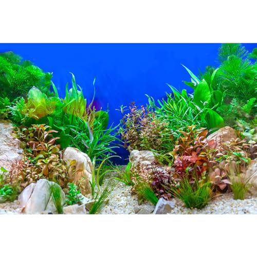 Aquarium Background Green Aquatic Plant Stone River Bed and Lake Fish Tank Background Decor Underwater Grass Leaves with Pebble Aquarium Backdrop Perfect Fish Tank Decors Vinyl 24x12in - color: Blue Green, size: 24(W)x12(H)inches/ 60(W)*30cm(H)