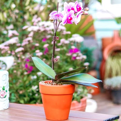 GXXMEI 200PCS Plant Clips, Orchid Clips Plant Orchid Support Clips Flower and Vine Clips for Supporting Stems Vines Grow Upright Dark Brown