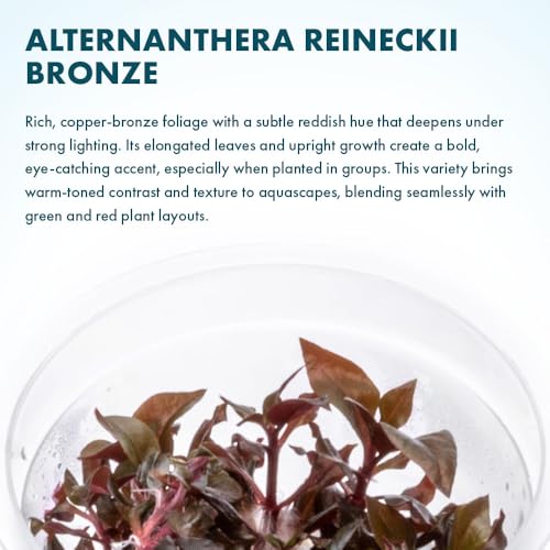 Live Plant - Alternanthera Reineckii Bronze Tissue Culture Aquatic Live Aquarium Plant - 100% Snail Free in Vitro Cup (AR Bronze) - color: Alternanthera Reineckii Bronze