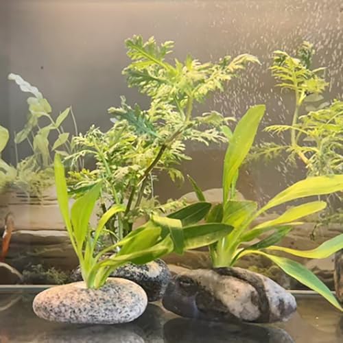 6 Pcs Natural River Stone Plant Weights for Aquarium, Pebble Aquatic Plants Fixed Ring, Aquarium Plant Anchors, Unique Shape & Size for Aquarium Landscape Decoration (0.79'' Hole Diameter)