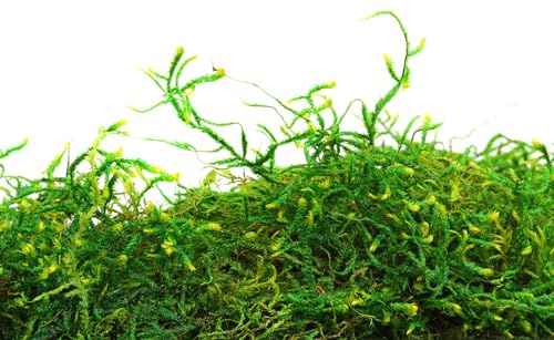 SuperMoss (25325) Forest Moss Preserved, Fresh Green, 3 Pounds - color: Fresh Green, size: 1,560 cu in