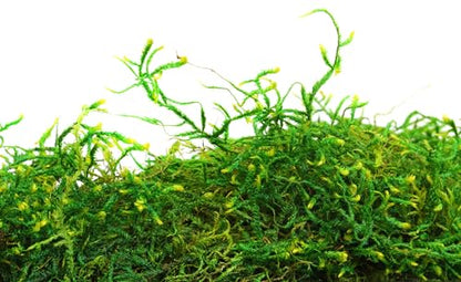SuperMoss (25325) Forest Moss Preserved, Fresh Green, 3 Pounds - color: Fresh Green, size: 1,560 cu in