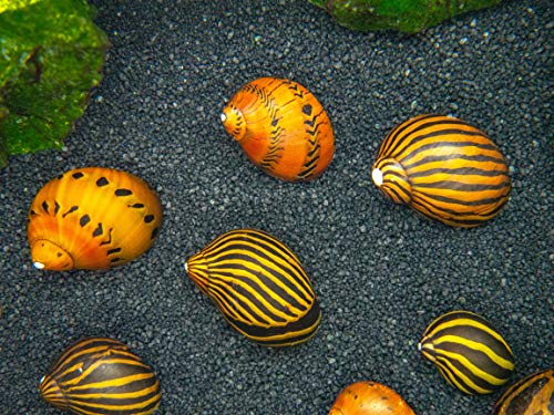 Aquatic Arts Nerite Snail Combo Pack: 5 Zebra, 5 Tiger | Aquarium Background Accessories | Safe in Freshwater Tetra/Betta Fish Tank - size: 5-SNAILS-EACH