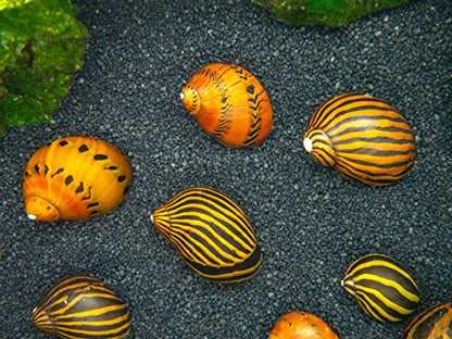 Aquatic Arts Nerite Snail Combo Pack: 5 Zebra, 5 Tiger | Aquarium Background Accessories | Safe in Freshwater Tetra/Betta Fish Tank - size: 5-SNAILS-EACH