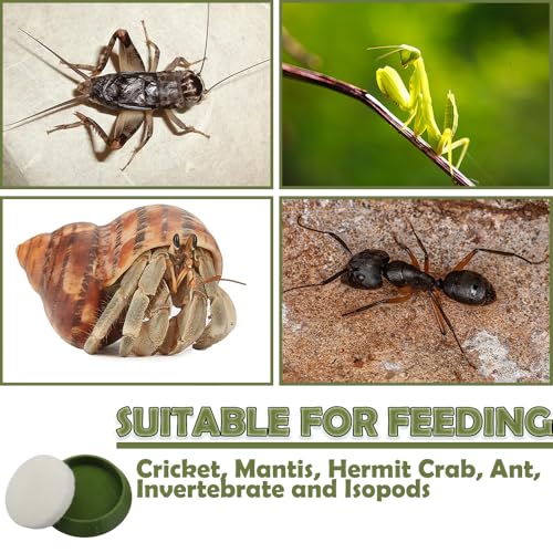 6 Pcs Cricket Water Bowl Plastic Reusable Feeding Dish Mini Bowl with 6 Pcs Sponge for Hermit Crab Cricket Scorpion Ant Isopod Invertebrate (Green)