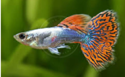 Swimming Creatures™ Tropical Live Guppy Freshwater Aquarium Fish (5 Dumbo Ear Male Guppy) - color: 5 Dumbo Ear Male Guppy