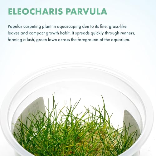 Live Aquarium Plant - Eleocharis parvula - Snail Free in-Vitro Easy Care Freshwater Aquatic Plants for Aquascaping, Med - High Light, Fast Growth - Tissue Culture - color: Eleocharis parvula