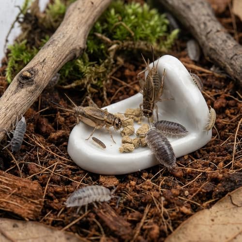 10 Pcs Isopod Feeding Dish Cricket Feeder Bowl for Isopods Springtails Dubia Roaches Tiny Bugs (White)