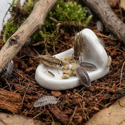 10 Pcs Isopod Feeding Dish Cricket Feeder Bowl for Isopods Springtails Dubia Roaches Tiny Bugs (White)