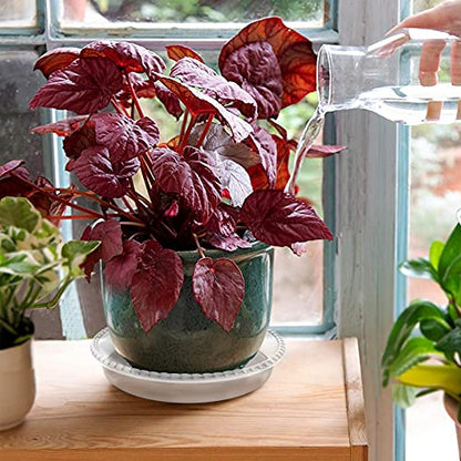 6 Pack Clear Plant Saucer, Plastic Plant Trays for Indoor, Round Flower Plant Pot Saucer, Sturdy Plant Water Catcher Tray - size: 5 inch
