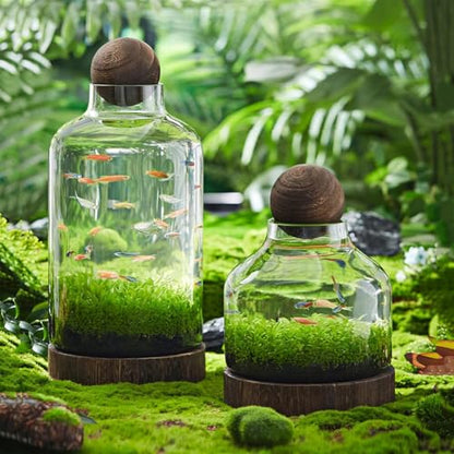 Glass Aquarium with Wooden Base, Microecosphere Fish Tank, Transparent Bottle-Shaped Batta Fish Bowel, Micro-Landscape Ecological Aquarium, Modern Glass Goldfish Tank,M - color: M