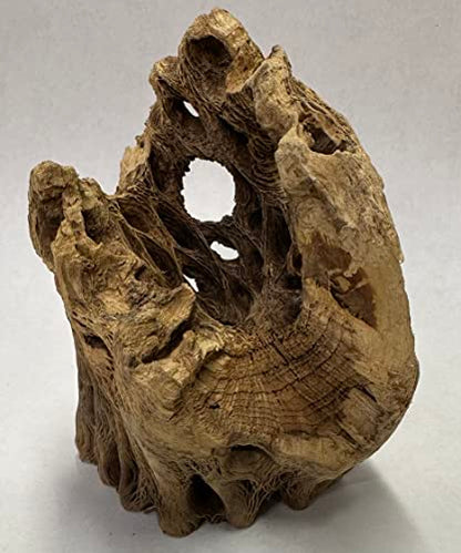 3 Natural Cholla Wood Air Plant Display Holders Individually Unique Round Decorative Stands (3 Pack Cholla Rounds) - style: 3 Pack Cholla Rounds