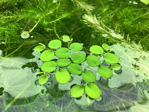Water Spangle, Salvinia Minima, Live Aquarium/Aquatic/Freshwater/Floating/Pond Plant/Planted Tank/Aquascaping/Paludarium by Aquarium Plant Center (6 Plants, 30+ Leaves) - style: 6 Plants, 30+ Leaves