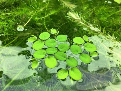 Water Spangle, Salvinia Minima, Live Aquarium/Aquatic/Freshwater/Floating/Pond Plant/Planted Tank/Aquascaping/Paludarium by Aquarium Plant Center (24 Plants, 120+ Leaves) - style: 24 Plants, 120+ Leaves