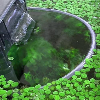 Aquariums Floating Plant Floating Plant Fence Fish Feeding Rings for Fishtanks Househould Fishtanks Supplies