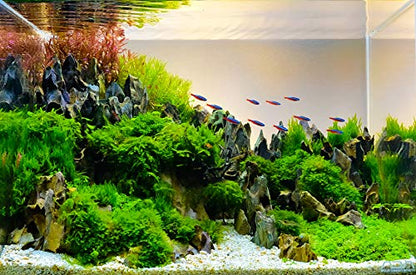 Aquarium Ohko Dragon Stone Rock Mixed Sizes - size: 5 LB