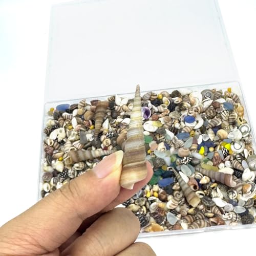 900 Pcs Sea Shells for Crafting,0.11-2.7in Mixed Mini Seashells with Sea Glass for Decorating,Small Shells for Craft,Beach Themed Party Wedding,Fish Tank Vase Filler (900pcs)