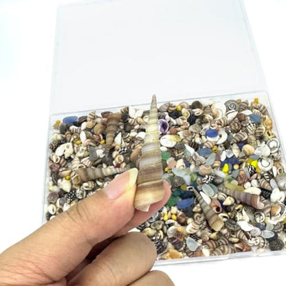 900 Pcs Sea Shells for Crafting,0.11-2.7in Mixed Mini Seashells with Sea Glass for Decorating,Small Shells for Craft,Beach Themed Party Wedding,Fish Tank Vase Filler (900pcs)