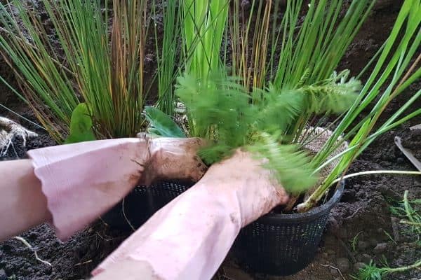 PondH2o 8" (20cm) Round Water Garden Pond Aquatic Plastic Slotted Mesh Plant or Flower Baskets | Value 6 Pack, Plastic Planting Pots for Ponds, Aquariums, Aquaponics, Hydroponics