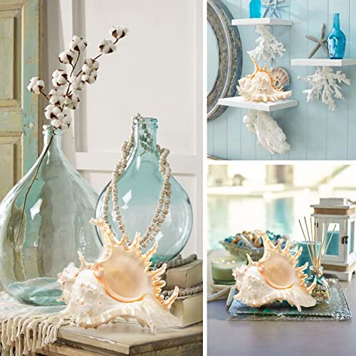Giant Natural Conch Shell, Murex Ramosus Shell 1 Shell 7.5-9 inches | Large Sea Shell for Vase Filler, Air Plants, Home Decor, Wedding Decor Beach Theme Party, Aquarium Decoration Accessories