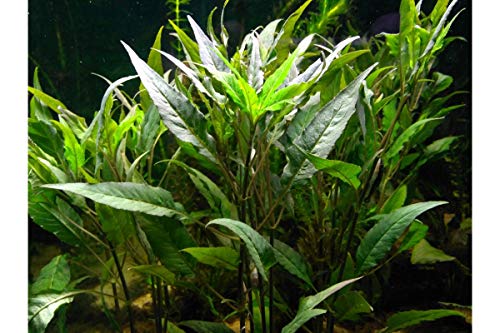 Texas Aquarium Plant Bundle - 20 Species Live Aquarium Plants Package
