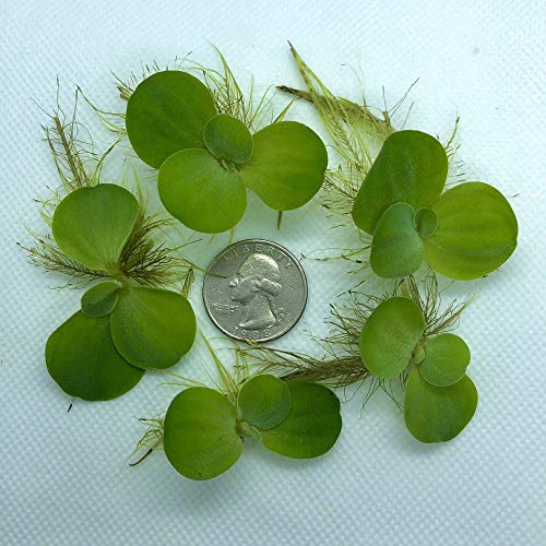 12+ Leaves Water Lettuce (Dwarf) + Invisible Feeding Ring — Live Floating Plant for Aquarium (Pistia stratioes) by Aquarigram - size: Plants + Invisible Feeding Ring (see video)