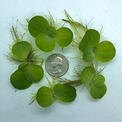 12+ Leaves Water Lettuce (Dwarf) + Invisible Feeding Ring — Live Floating Plant for Aquarium (Pistia stratioes) by Aquarigram - size: Plants + Invisible Feeding Ring (see video)